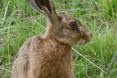 Hare in the Garden