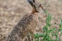 Hare Eating