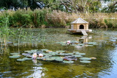 Duck Pond