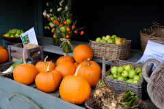 Pumpkin for sale