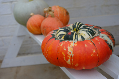 Pumpkin and Squash