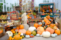Pumpkin Display