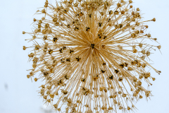 The Glitterball