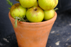 Apples