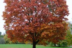 Autumn Colours