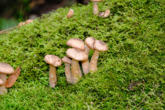 Fungi