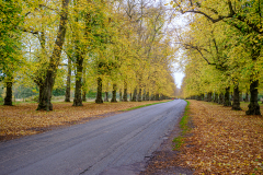Lime Tree Avenue
