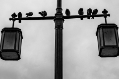 Perched