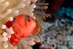 Anemone Fish