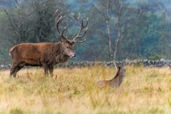 Stag