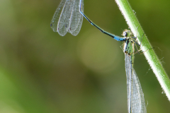 Dragonflies